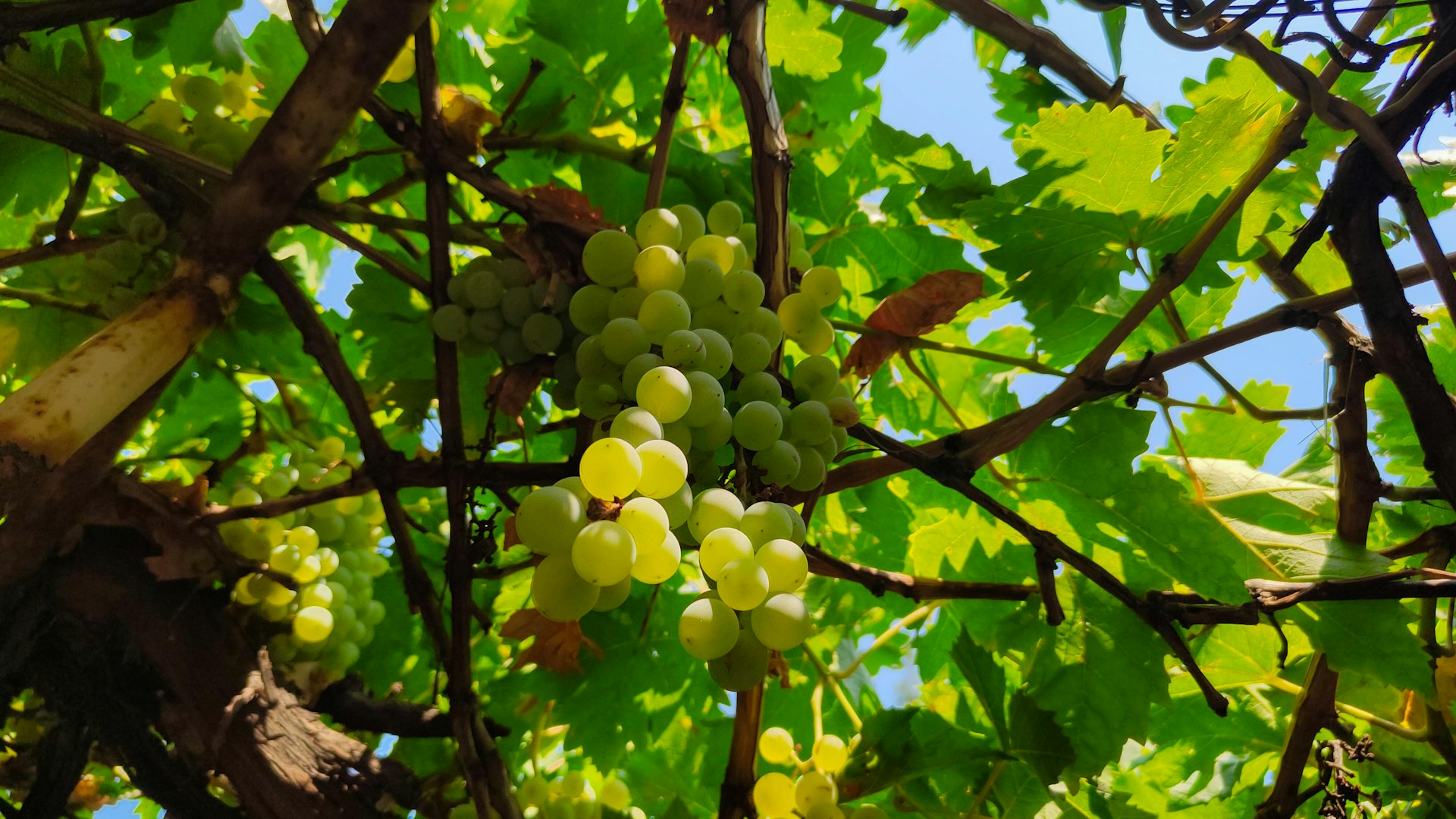 Green grapes hang on a vine.
